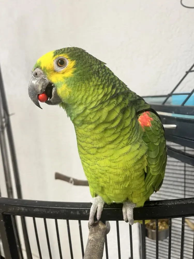 oiseau2